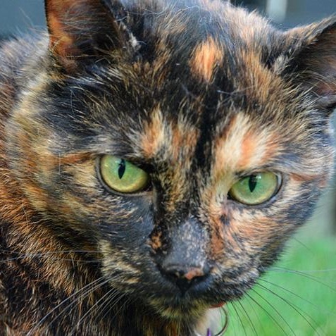 Enlarge Darla, a ADOPTABLE Tortoiseshell in Gastonia, NC image 2/2