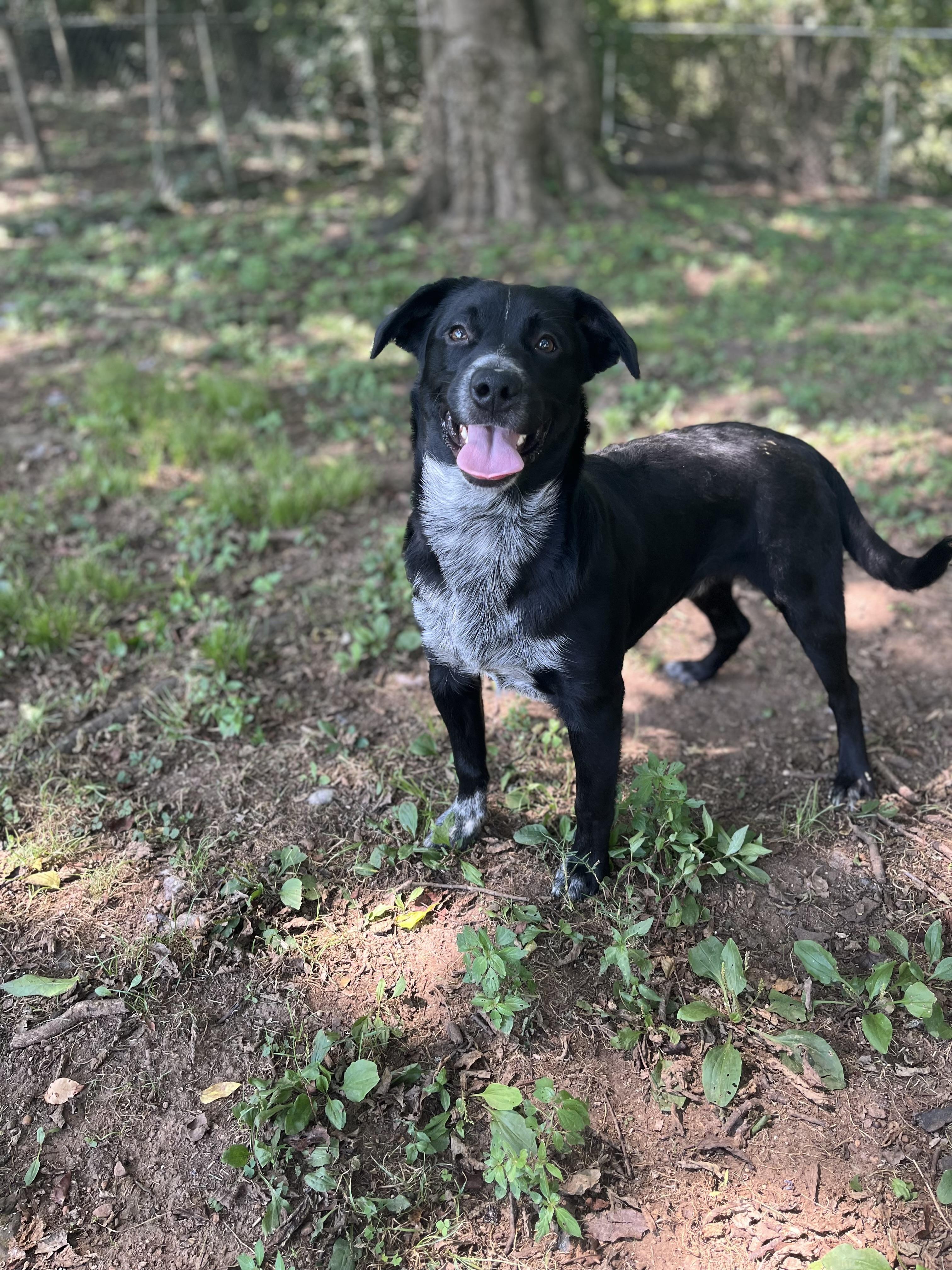 Penguin Black Labrador Retriever Dog