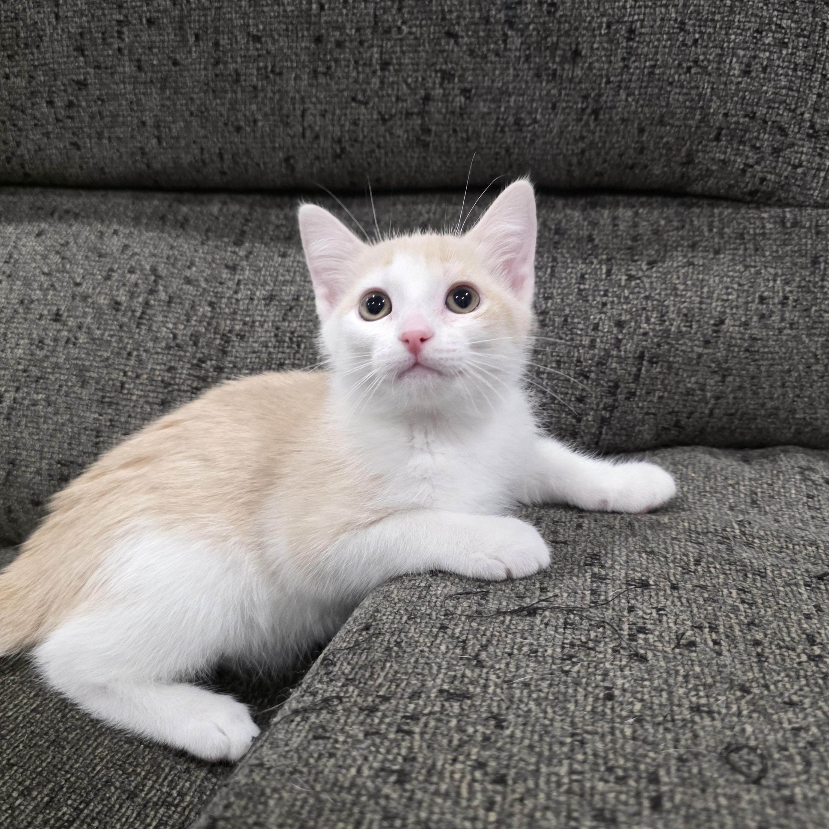 Enlarge Cove, a ADOPTABLE Domestic Short Hair in Moriches, NY image 1/2