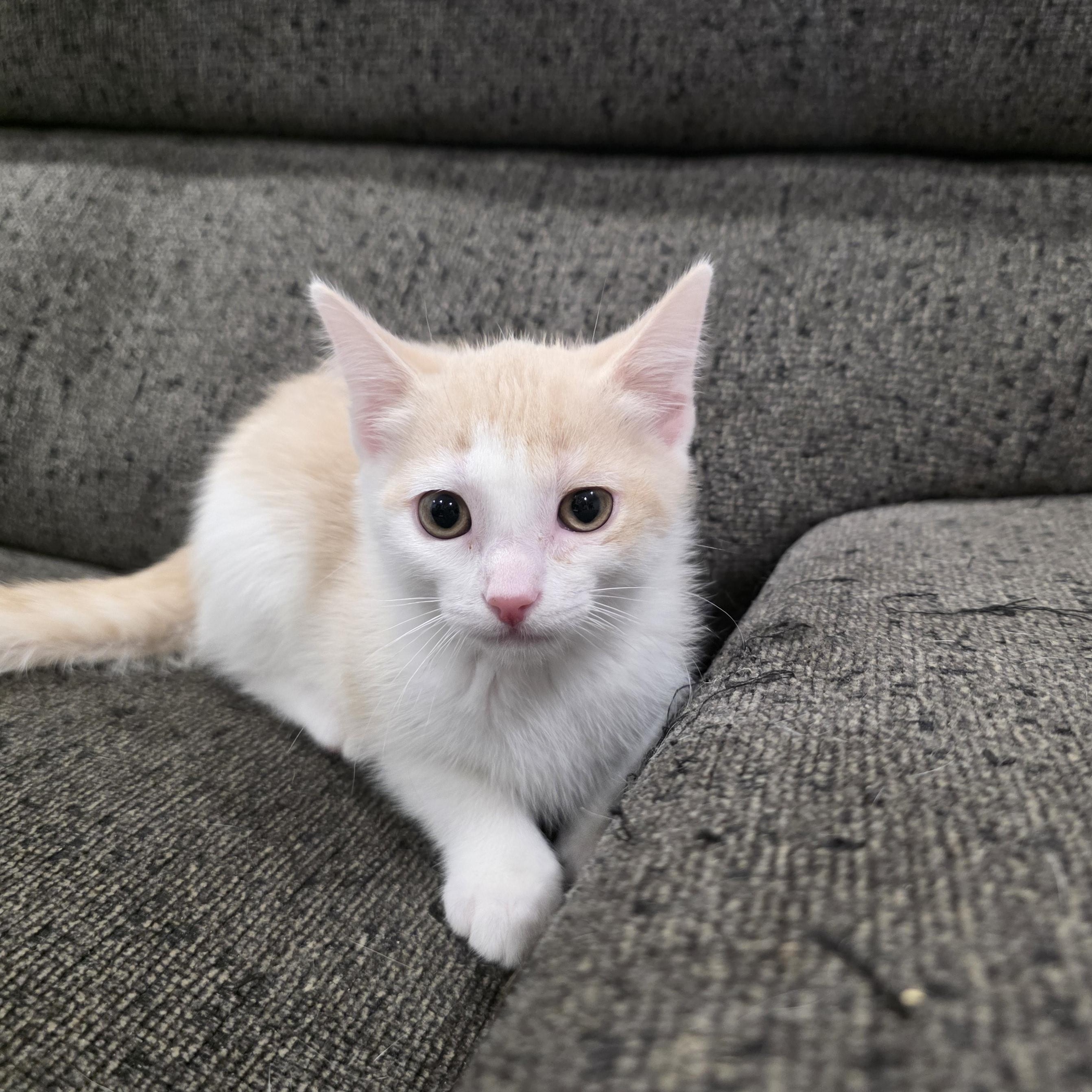 Enlarge Cove, a ADOPTABLE Domestic Short Hair in Moriches, NY image 2/2