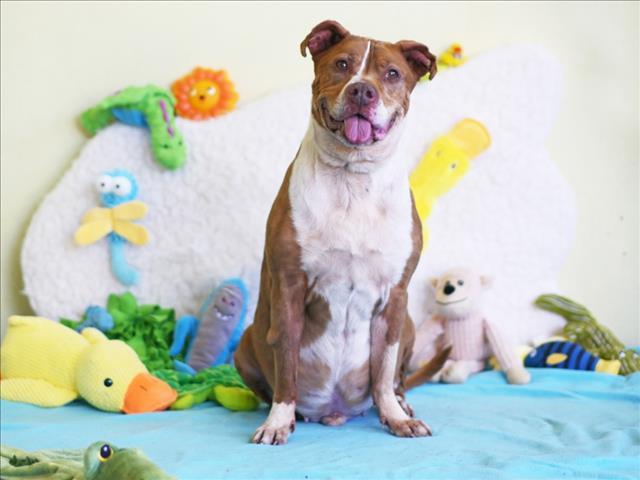 LOUIE, Adoptable, Senior Male Pit Bull Terrier.