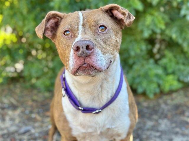 LOUIE, Adoptable, Senior Male Pit Bull Terrier.