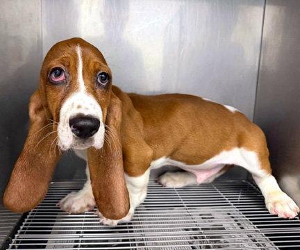Enlarge NORMAN, a Adopted Basset Hound in Mays Landing, NJ image 1/1