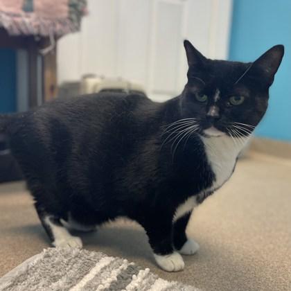 Olive, Adoptable, Senior Female Domestic Short Hair & Domestic Short Hair.