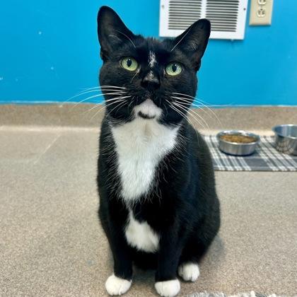 Enlarge Olive, a Adoptable mixed breed in East Montpelier, VT image 1/3