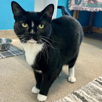 Enlarge Olive, a Adoptable mixed breed in East Montpelier, VT image 3/3