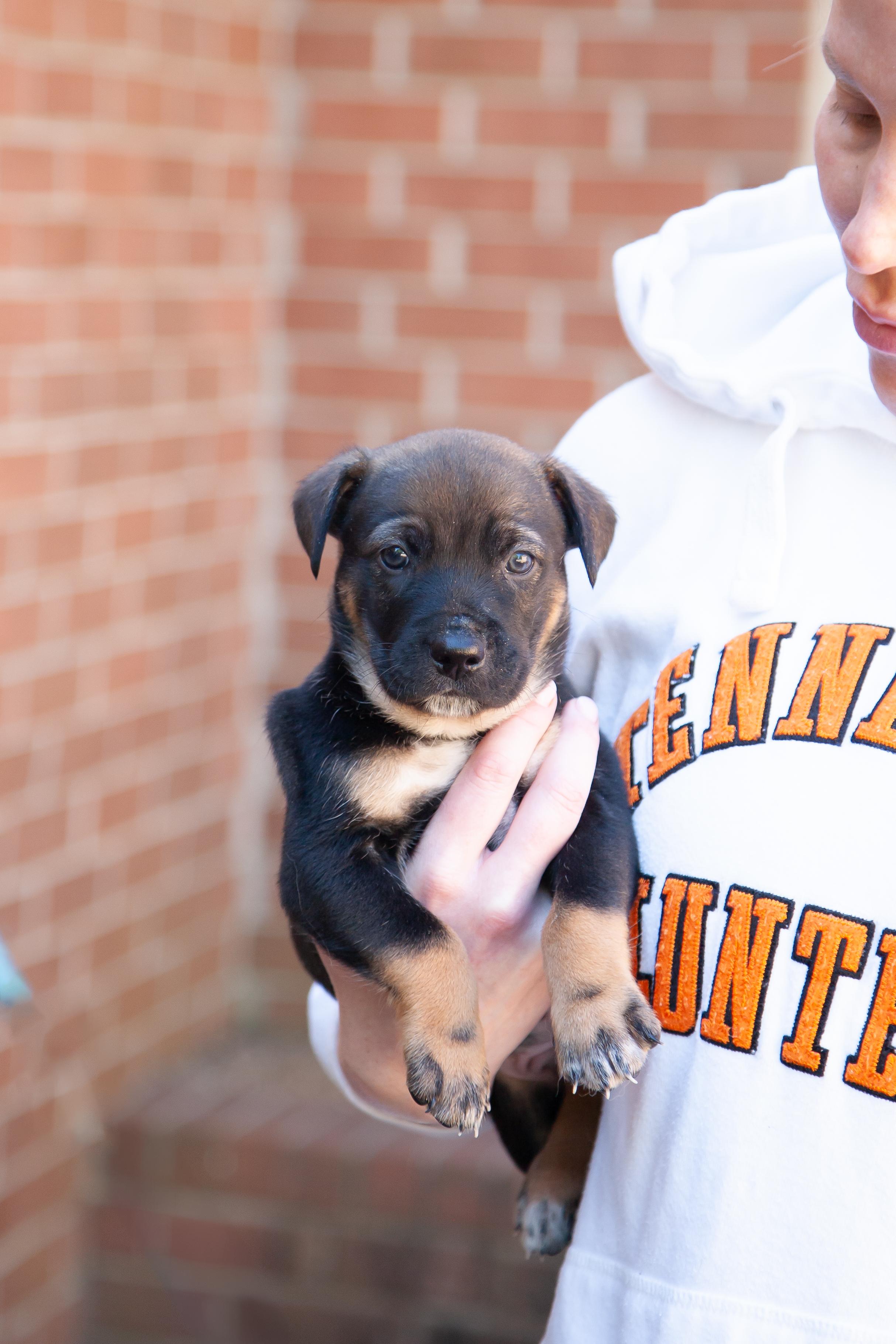 Enlarge Magellan, a Adoptable Shepherd in Brentwood, TN image 1/1