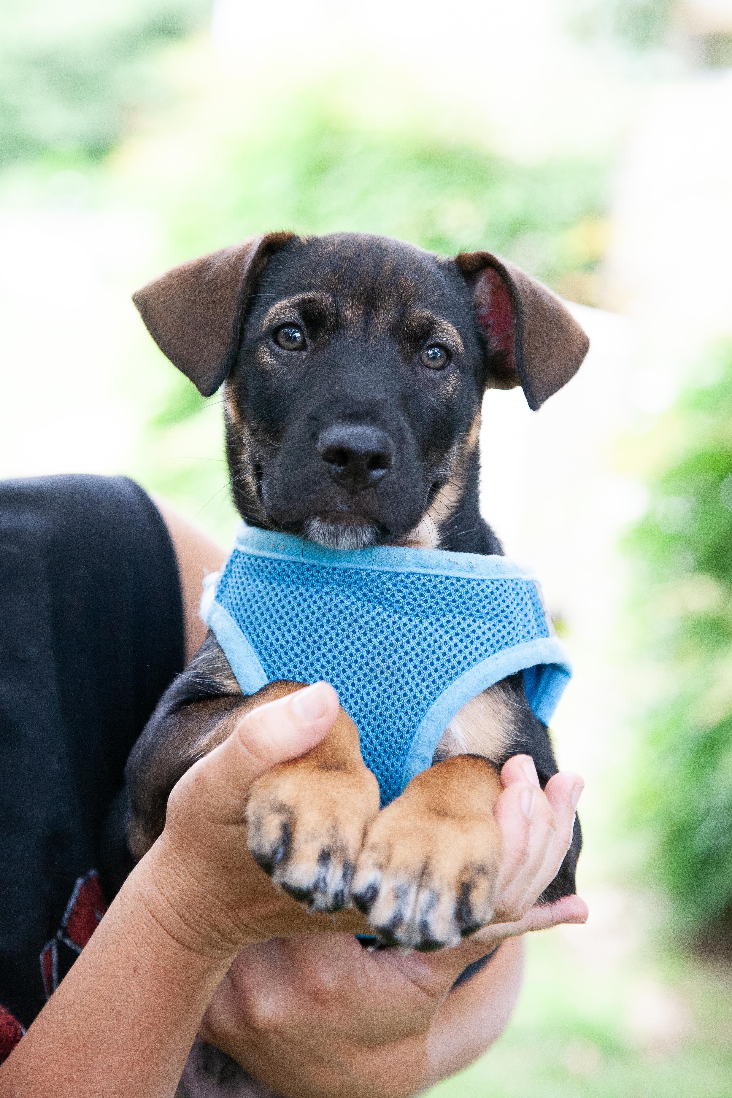 Magellan, Adoptable, Puppy Male Shepherd.