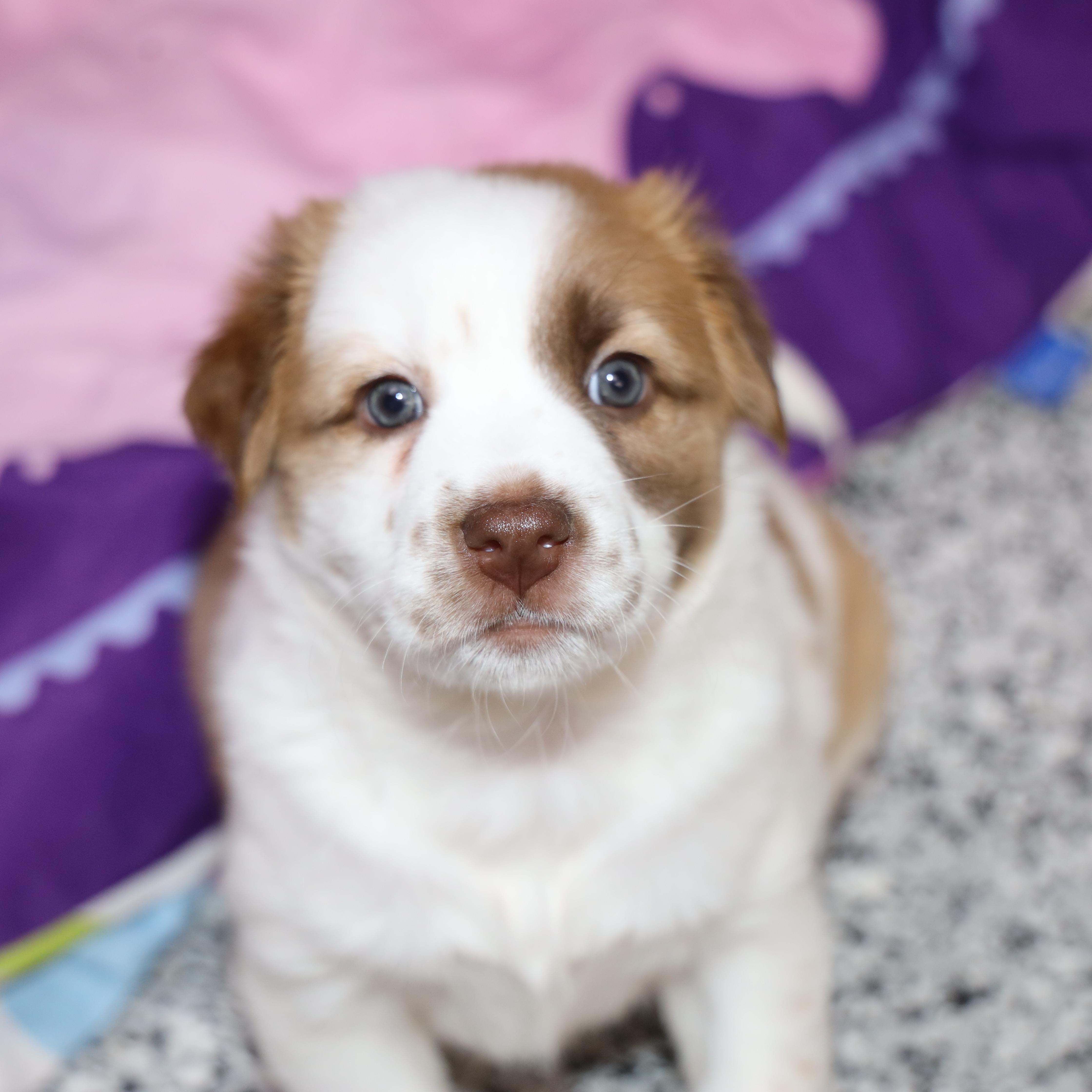 Enlarge Beignet, an adopted mixed breed in Allegan, MI image 4/5