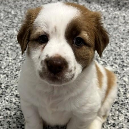 Enlarge Beignet, an adopted mixed breed in Allegan, MI image 5/5