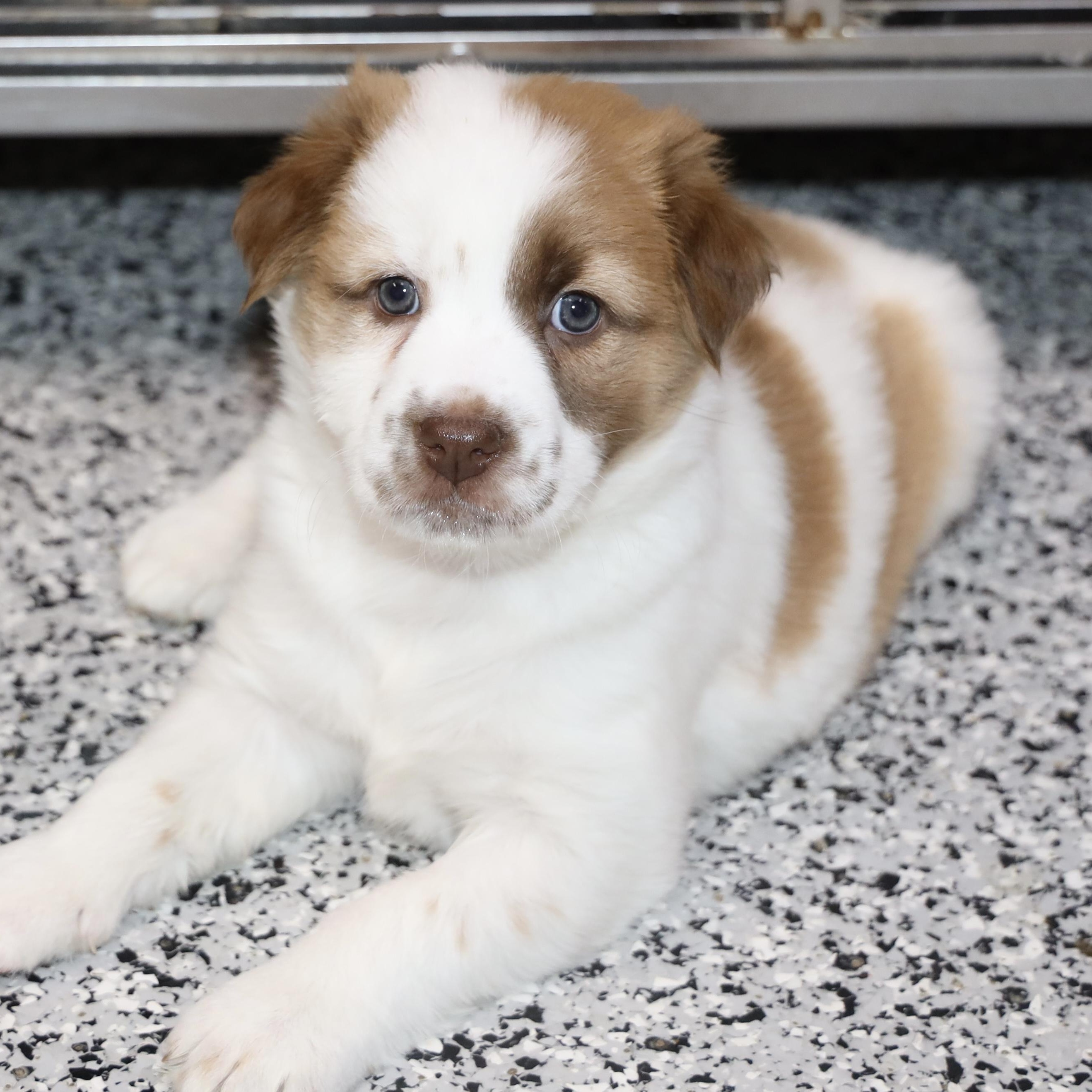 Enlarge Beignet, an adopted mixed breed in Allegan, MI image 2/5
