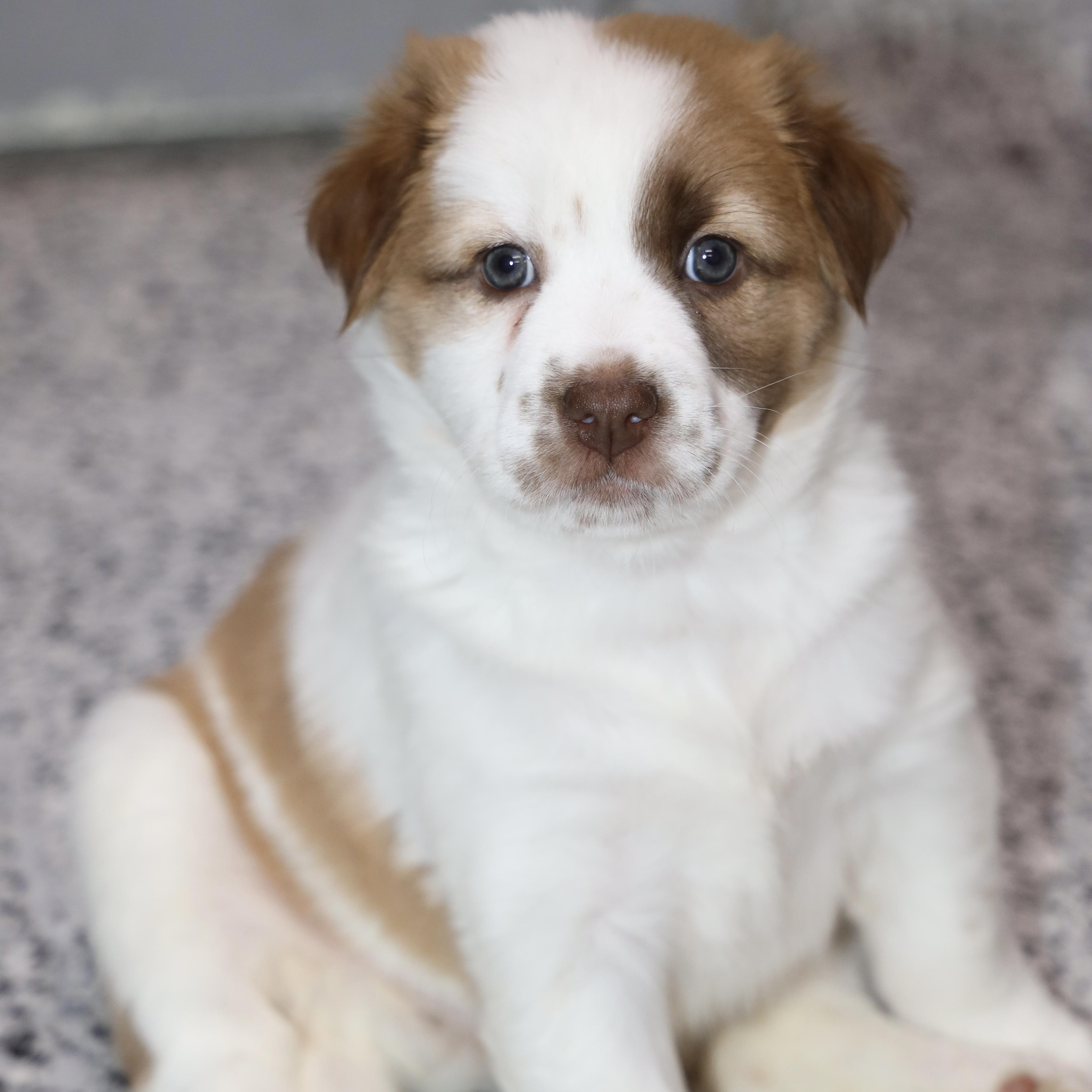 Enlarge Beignet, an adopted mixed breed in Allegan, MI image 3/5