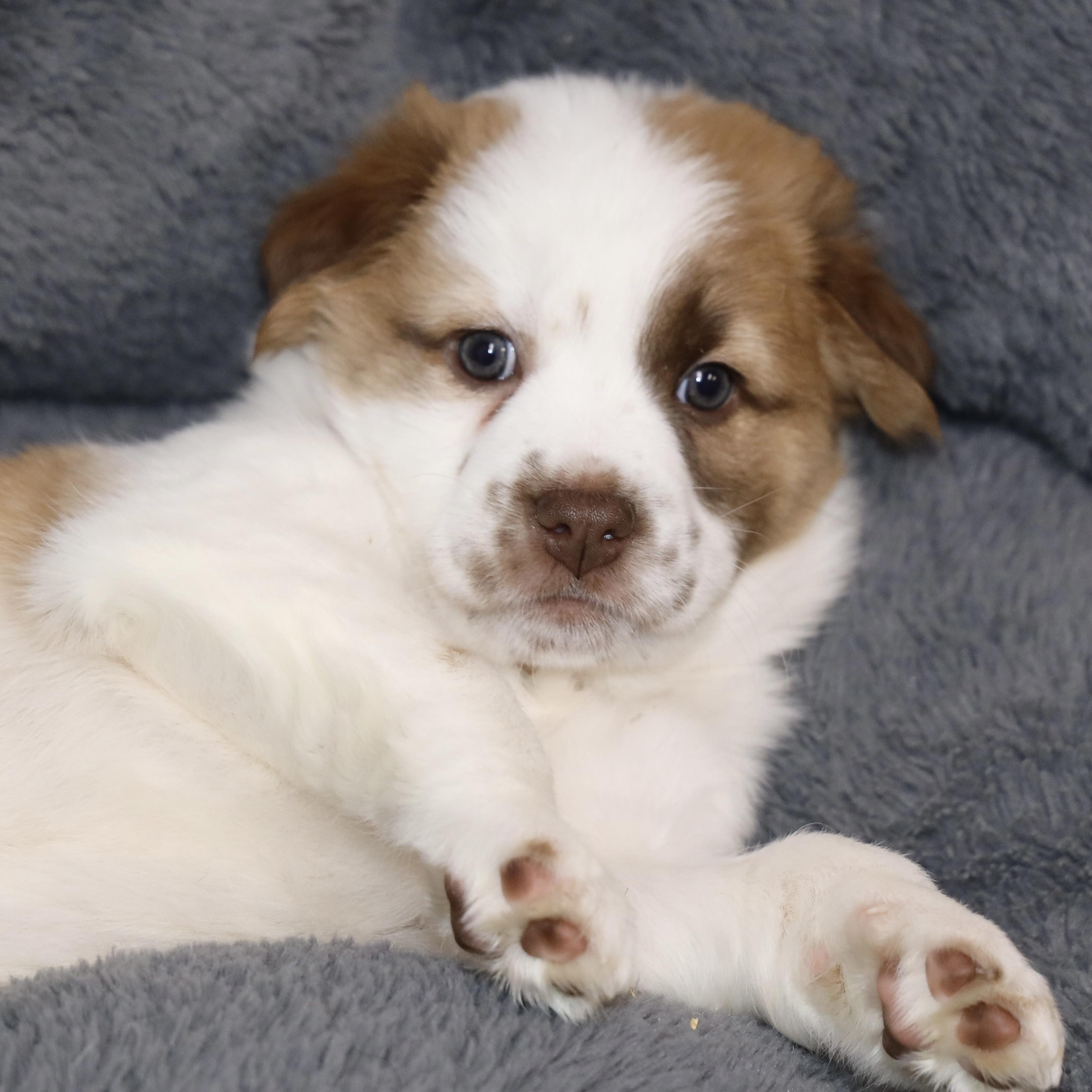 Enlarge Beignet, an adopted mixed breed in Allegan, MI image 1/5