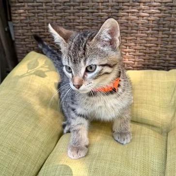 Carrot, Adoptable, Young Male Domestic Short Hair.