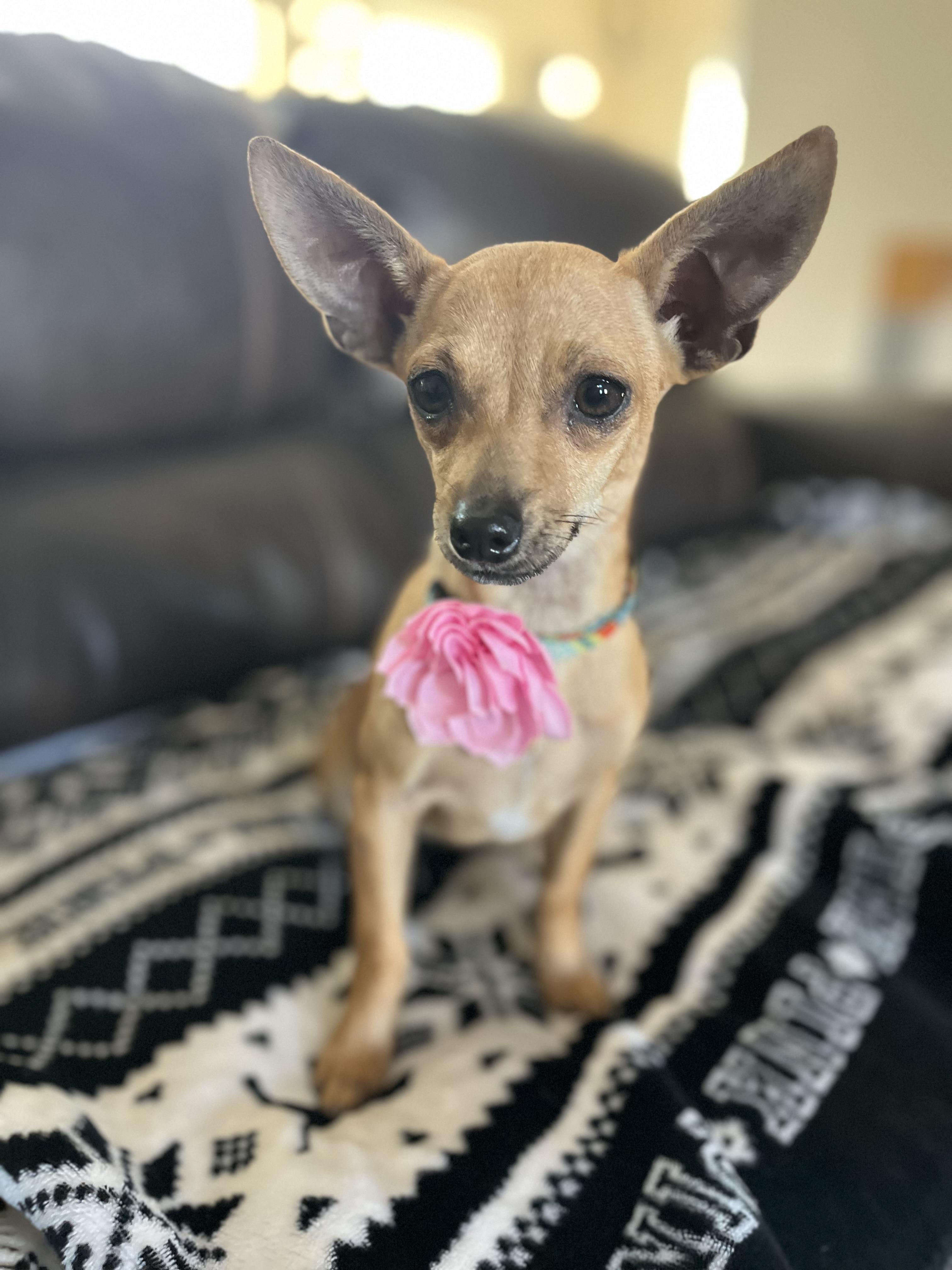 Bambi , ADOPTABLE, Puppy Female Chihuahua.