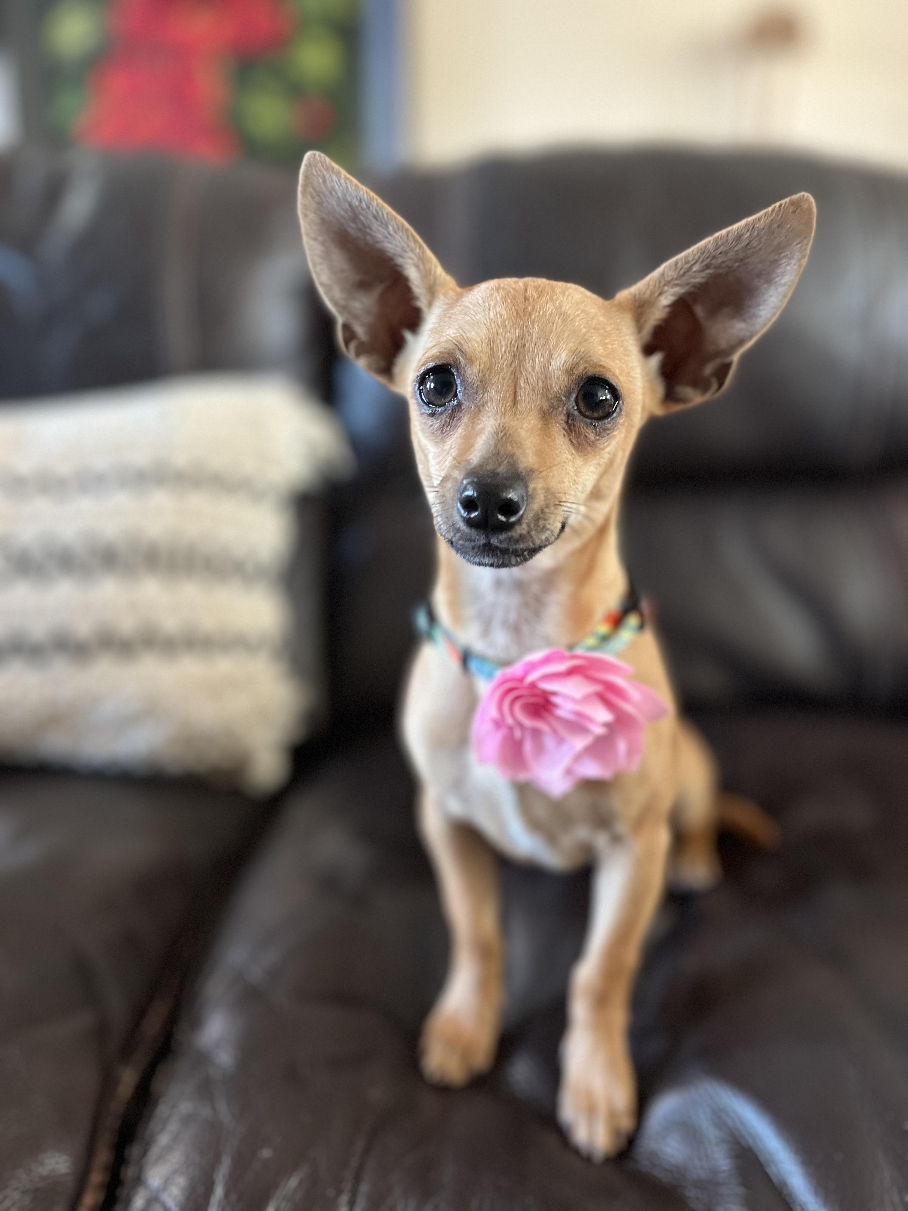 Enlarge Bambi , a ADOPTABLE Chihuahua in Poway, CA image 5/6