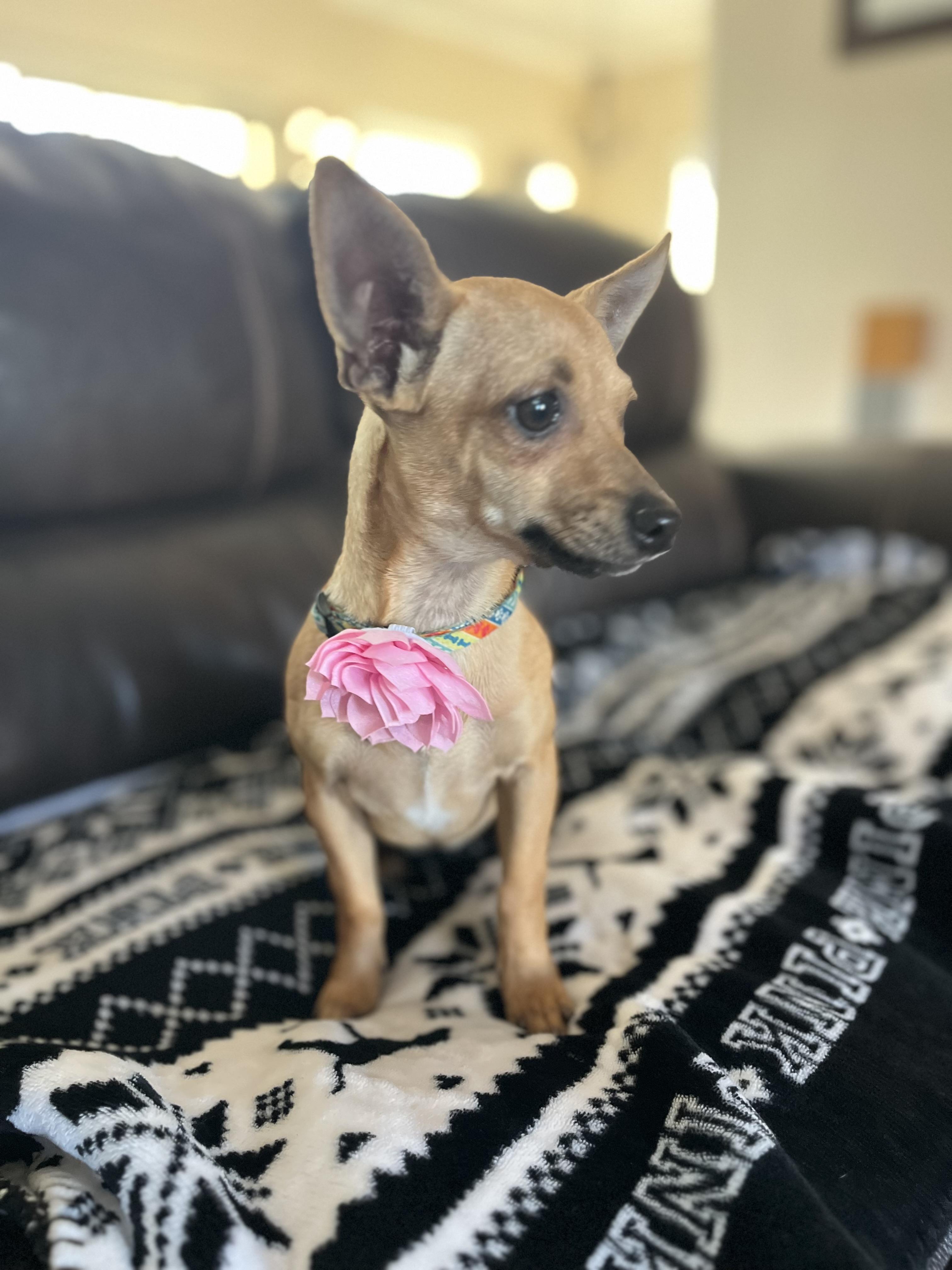 Enlarge Bambi , a ADOPTABLE Chihuahua in Poway, CA image 2/6