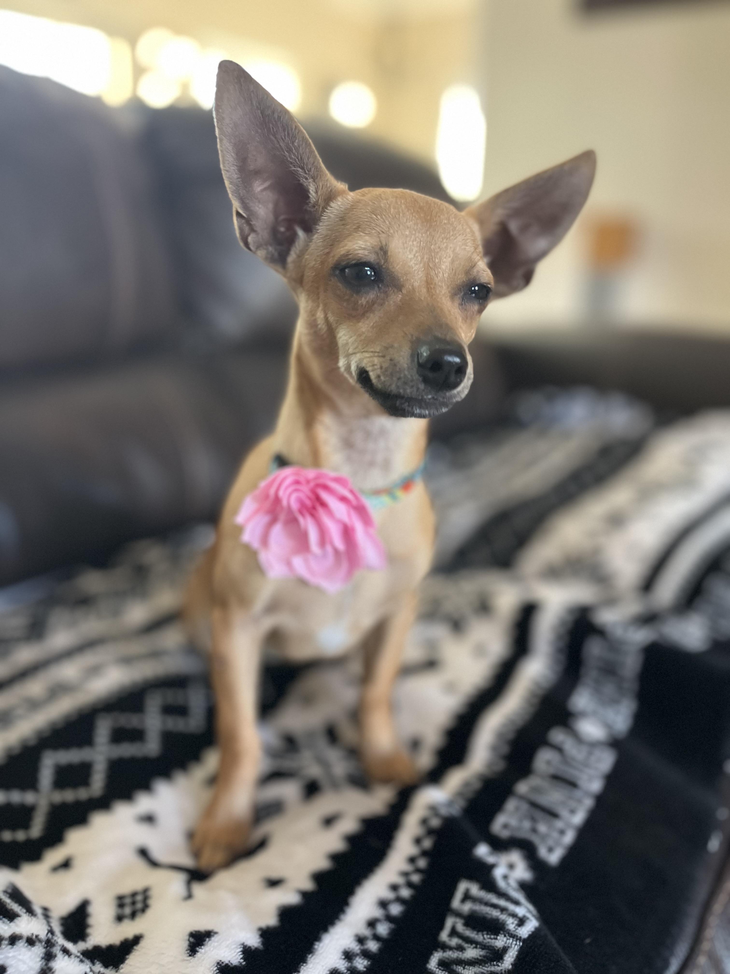Enlarge Bambi , a ADOPTABLE Chihuahua in Poway, CA image 6/6