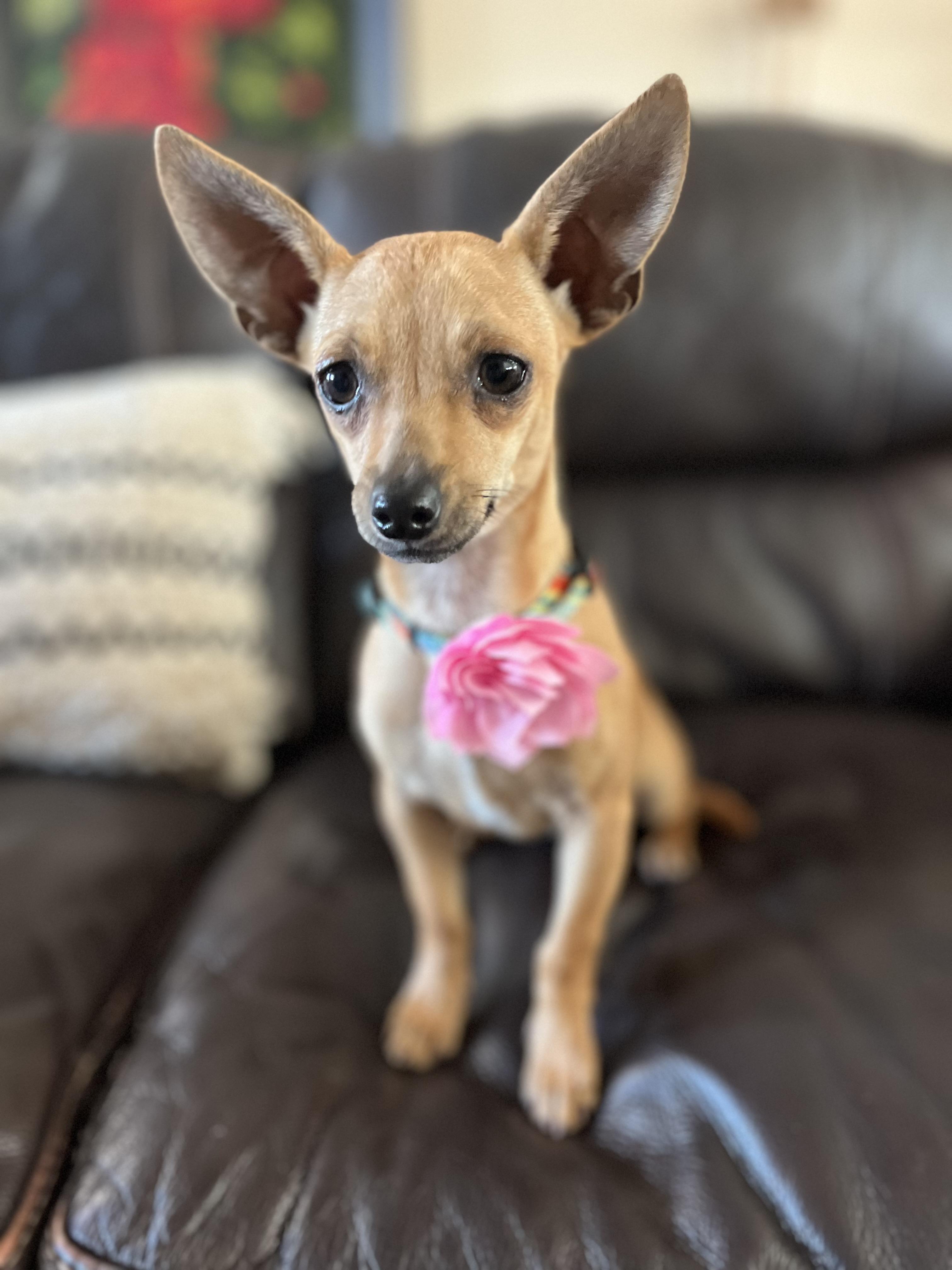 Enlarge Bambi , a ADOPTABLE Chihuahua in Poway, CA image 3/6