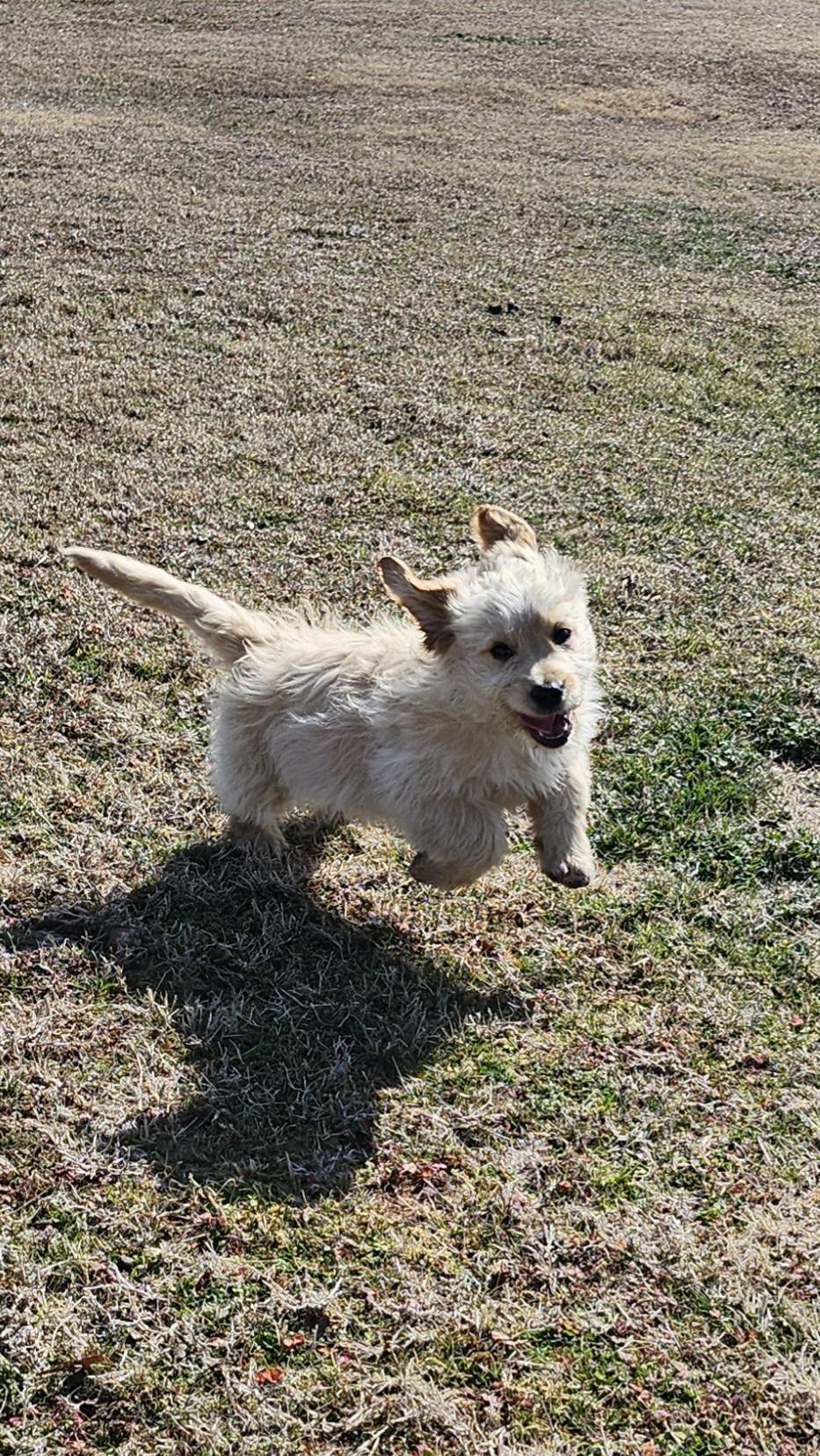 Enlarge Luigi, an adopted Goldendoodle in Tuttle, OK image 2/3