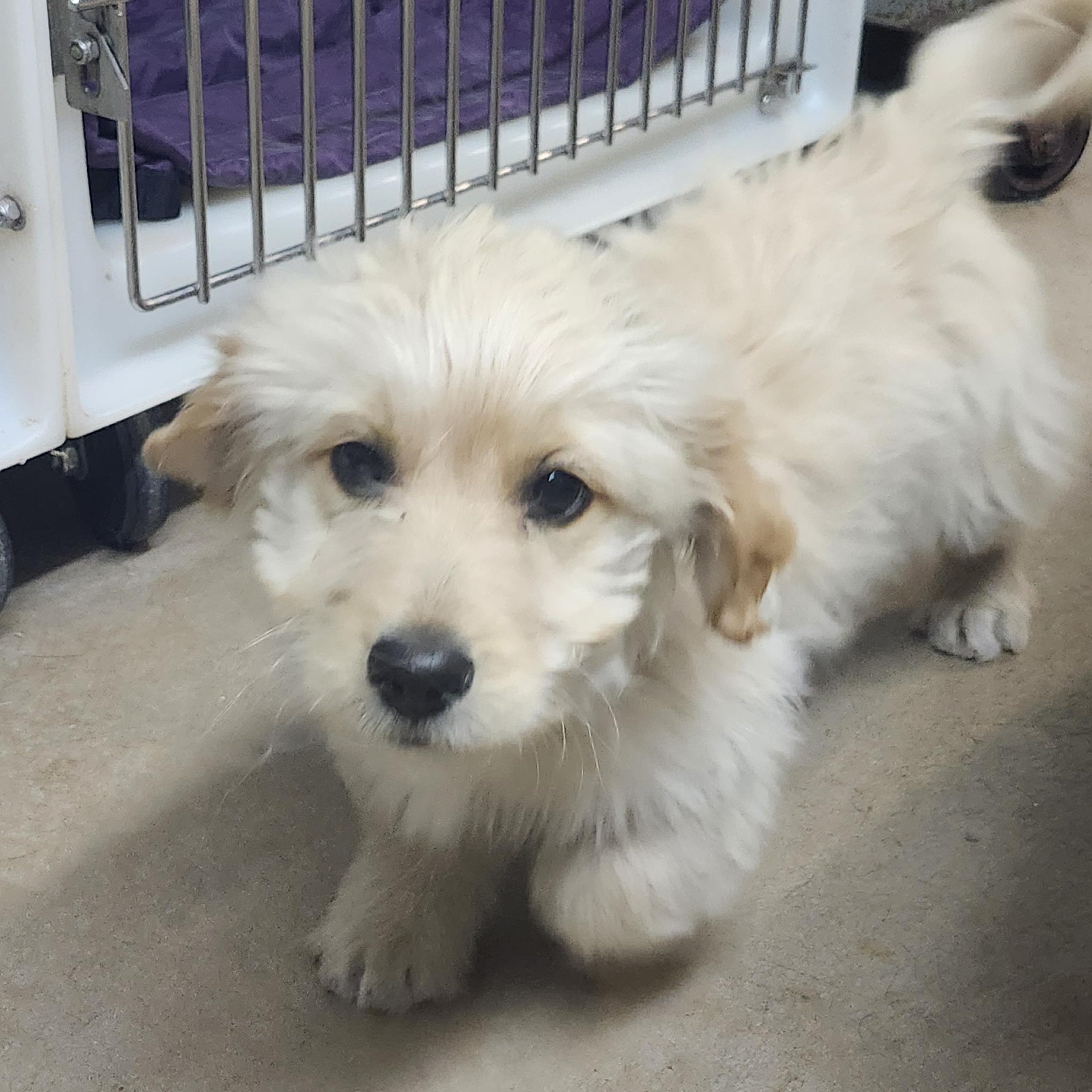Enlarge Luigi, an adopted Goldendoodle in Tuttle, OK image 1/3