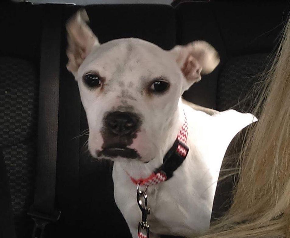 Marlee (Forever Foster), a Adoptable mixed breed in Gainesville, TX image 1/6