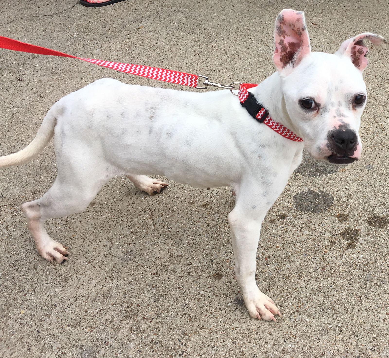 Marlee (Forever Foster), a Adoptable mixed breed in Gainesville, TX image 2/6