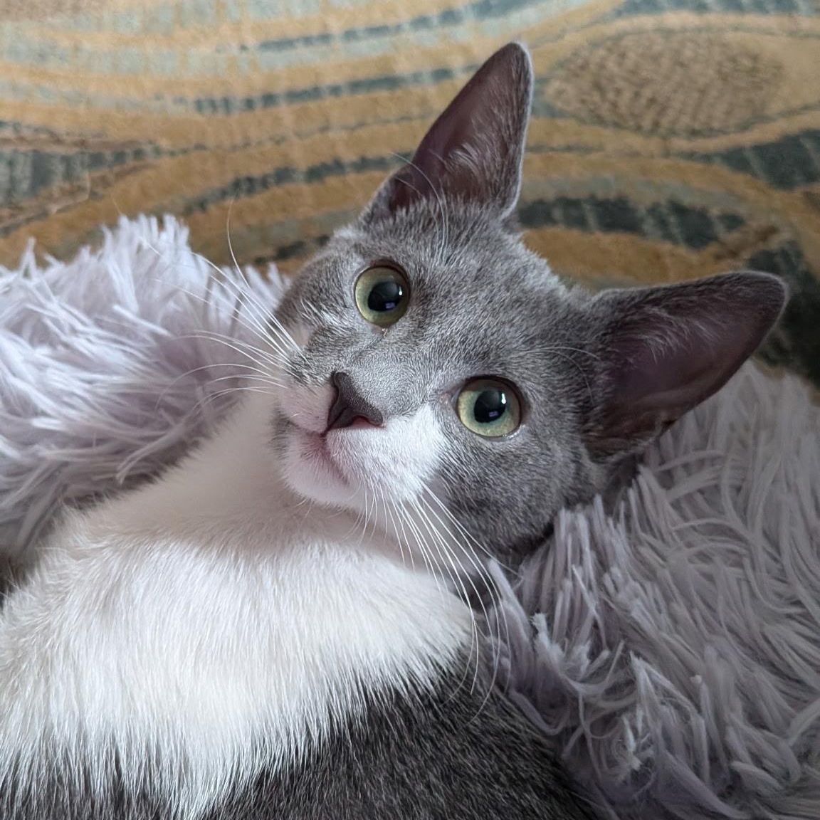 Enlarge Telesto, a Adoptable Domestic Short Hair in Alexandria, VA image 1/6