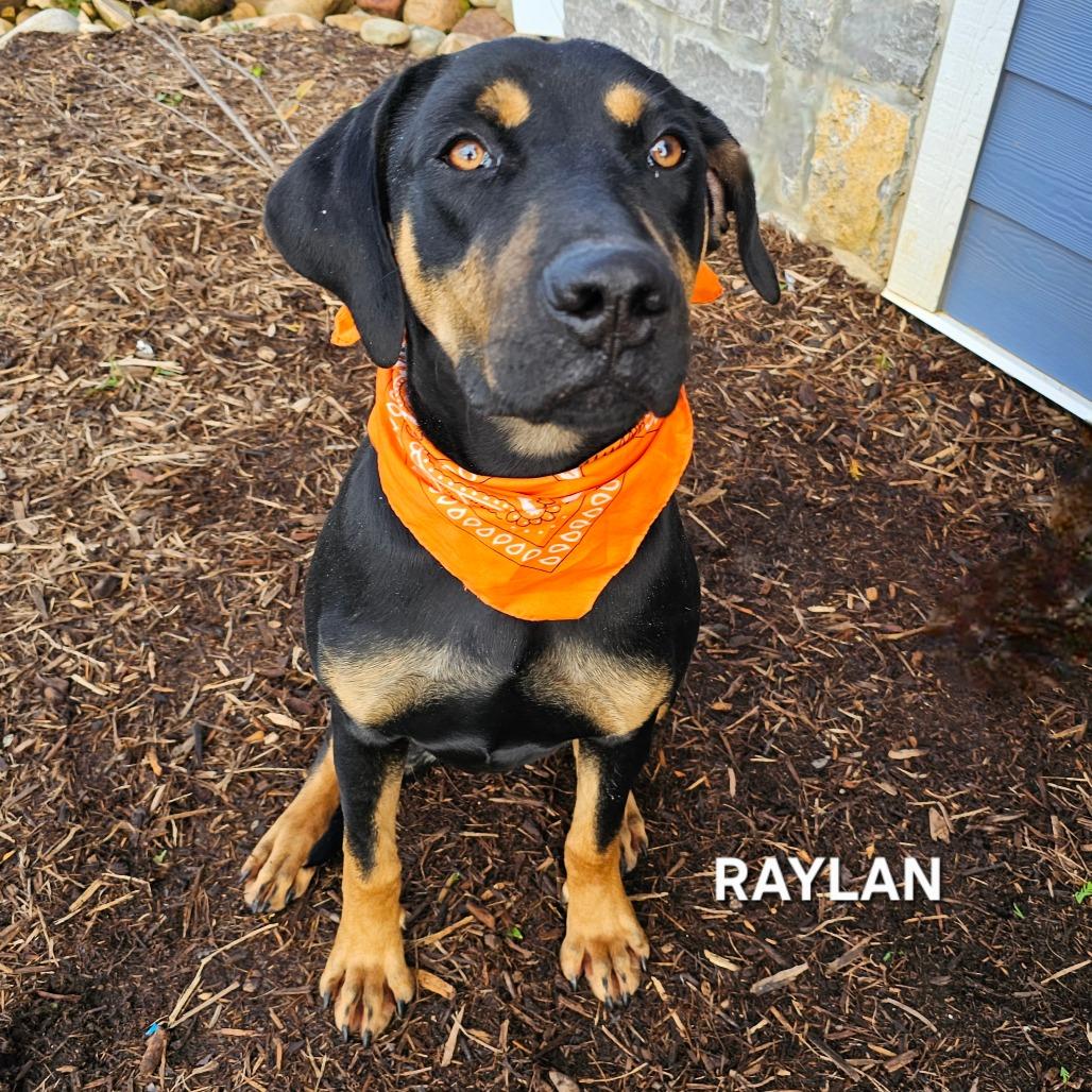 Enlarge Raylan, a Adoptable mixed breed in Phoenix, AZ image 1/1
