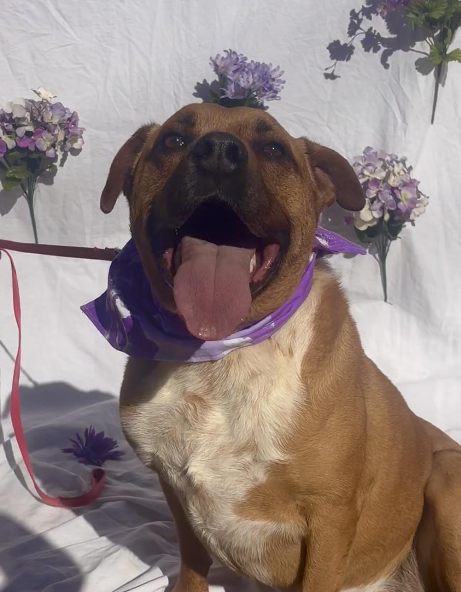 Enlarge Clancy, a ADOPTABLE mixed breed in Payson, AZ image 2/3