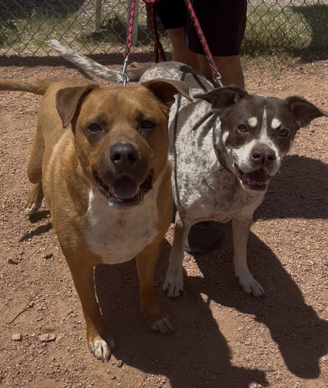 Enlarge Clancy, a ADOPTABLE mixed breed in Payson, AZ image 3/3