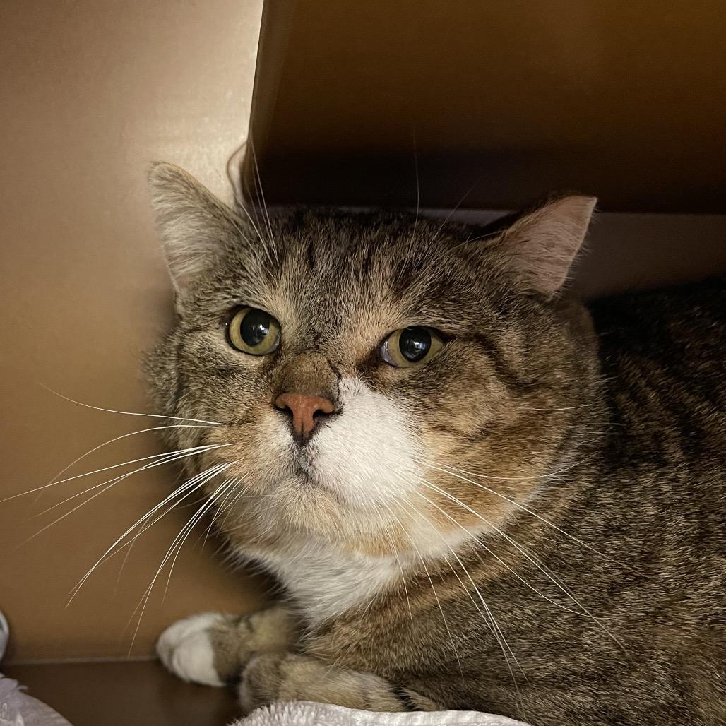 Enlarge Mischievious, a Adoptable Domestic Short Hair in Middlebury, VT image 1/6