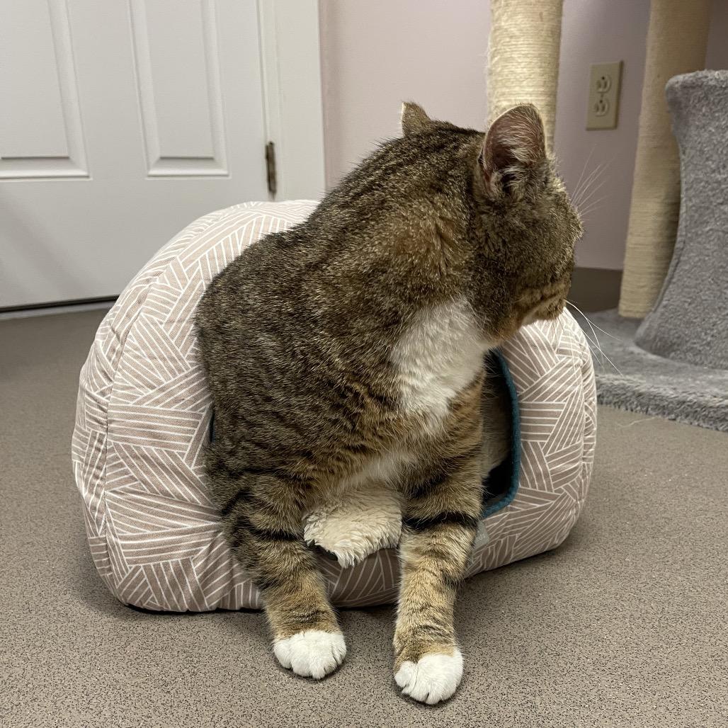 Enlarge Mischievious, a Adoptable Domestic Short Hair in Middlebury, VT image 2/6