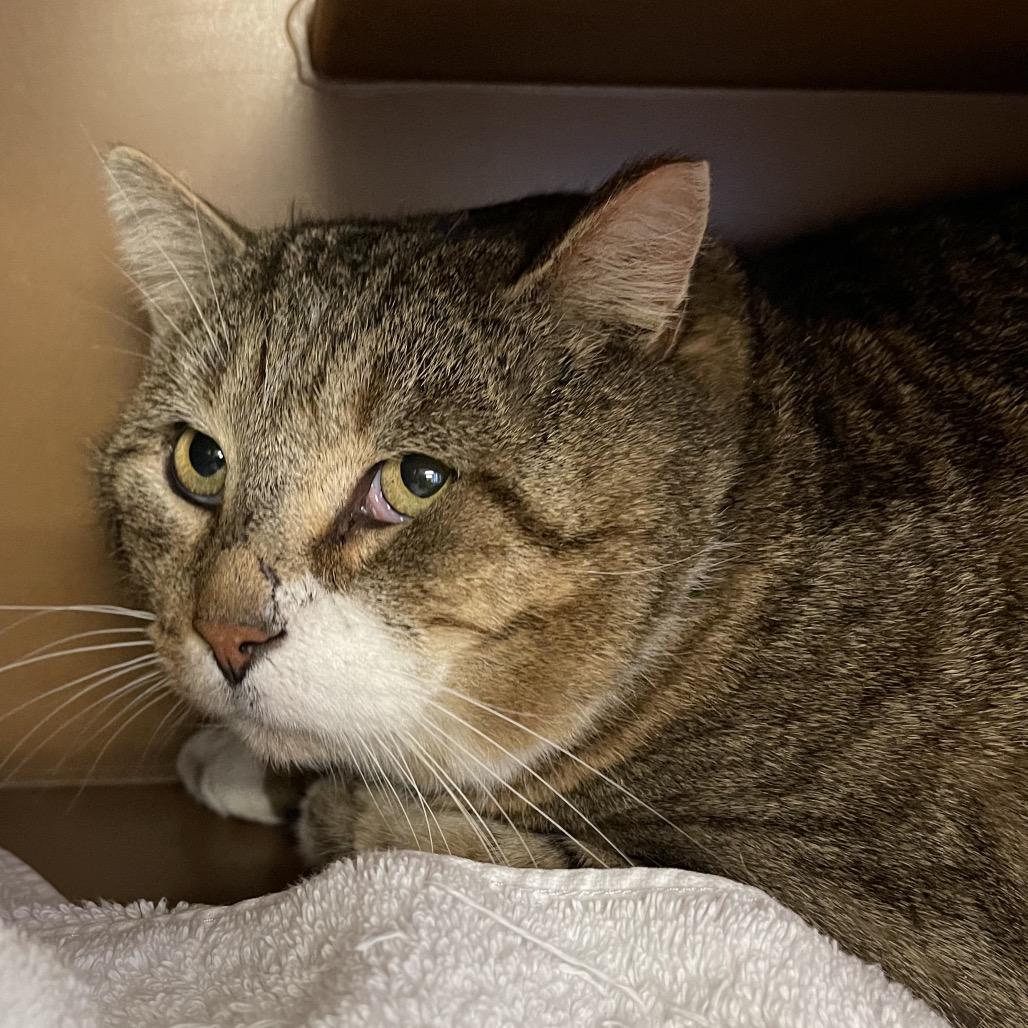 Enlarge Mischievious, a Adoptable Domestic Short Hair in Middlebury, VT image 3/6