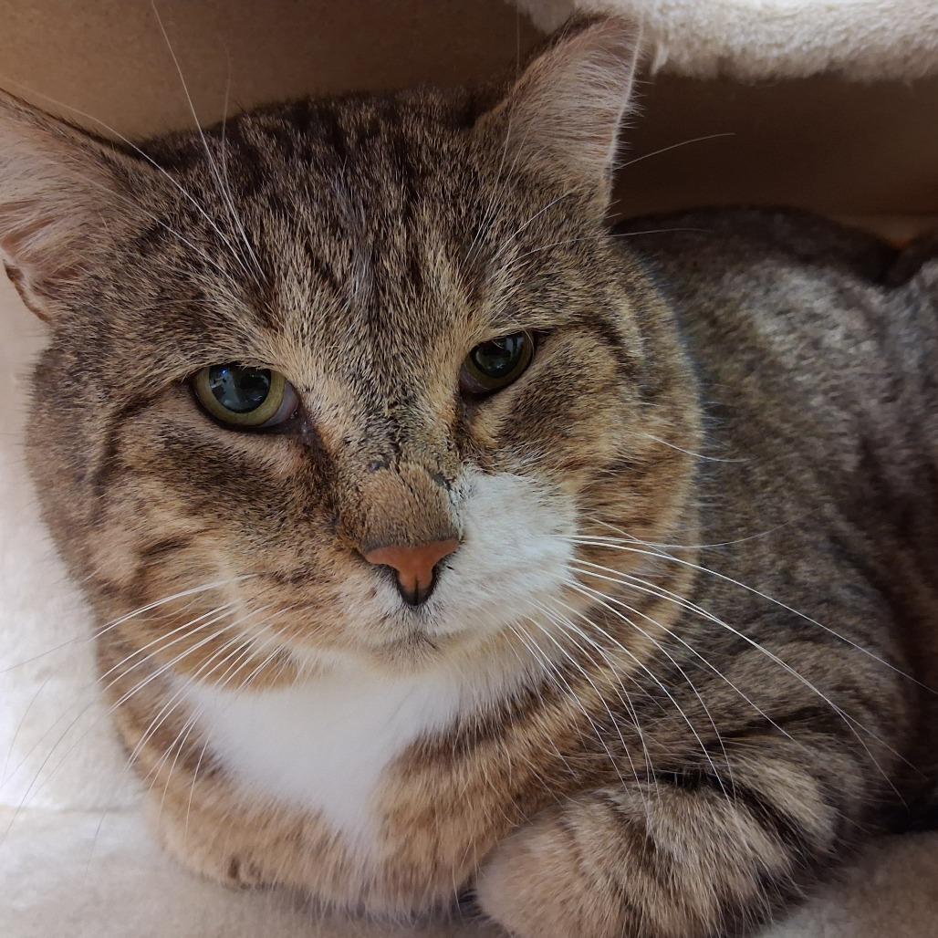 Enlarge Mischievious, a Adoptable Domestic Short Hair in Middlebury, VT image 4/6