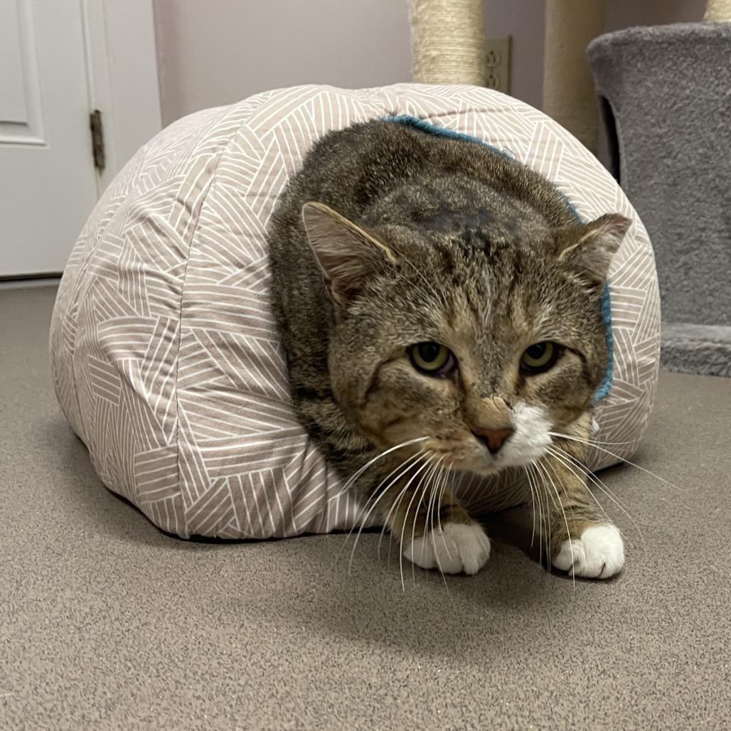 Enlarge Mischievious, a Adoptable Domestic Short Hair in Middlebury, VT image 5/6