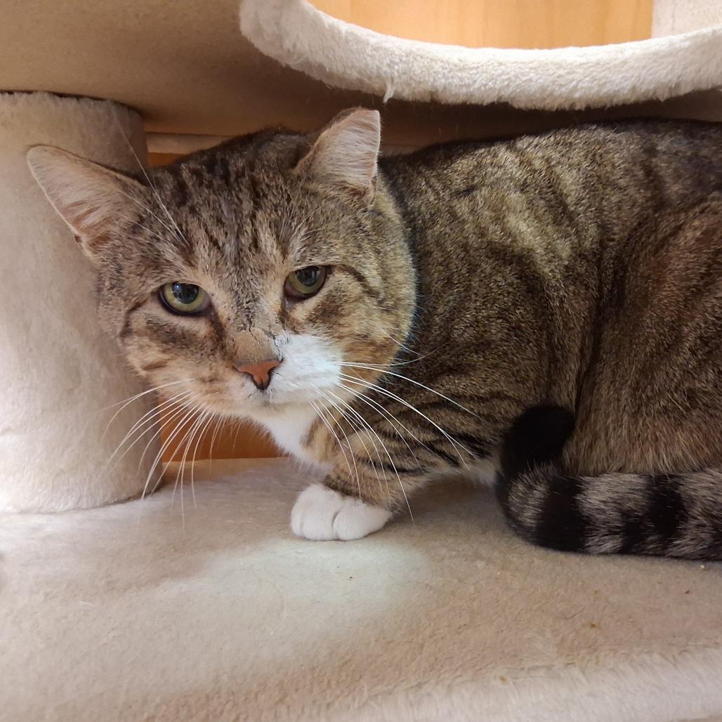 Enlarge Mischievious, a Adoptable Domestic Short Hair in Middlebury, VT image 6/6