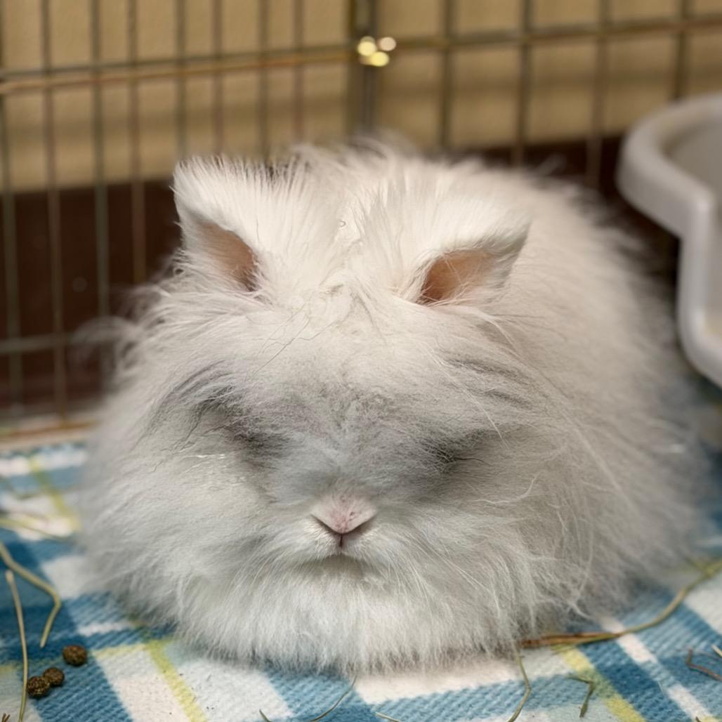 Zeppelin, Adoptable, Adult Female Lionhead.