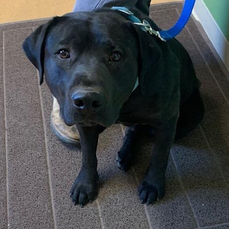 Gus, an adoptable Black Labrador Retriever, Pit Bull Terrier in Thayne, WY, 83127 | Photo Image 1