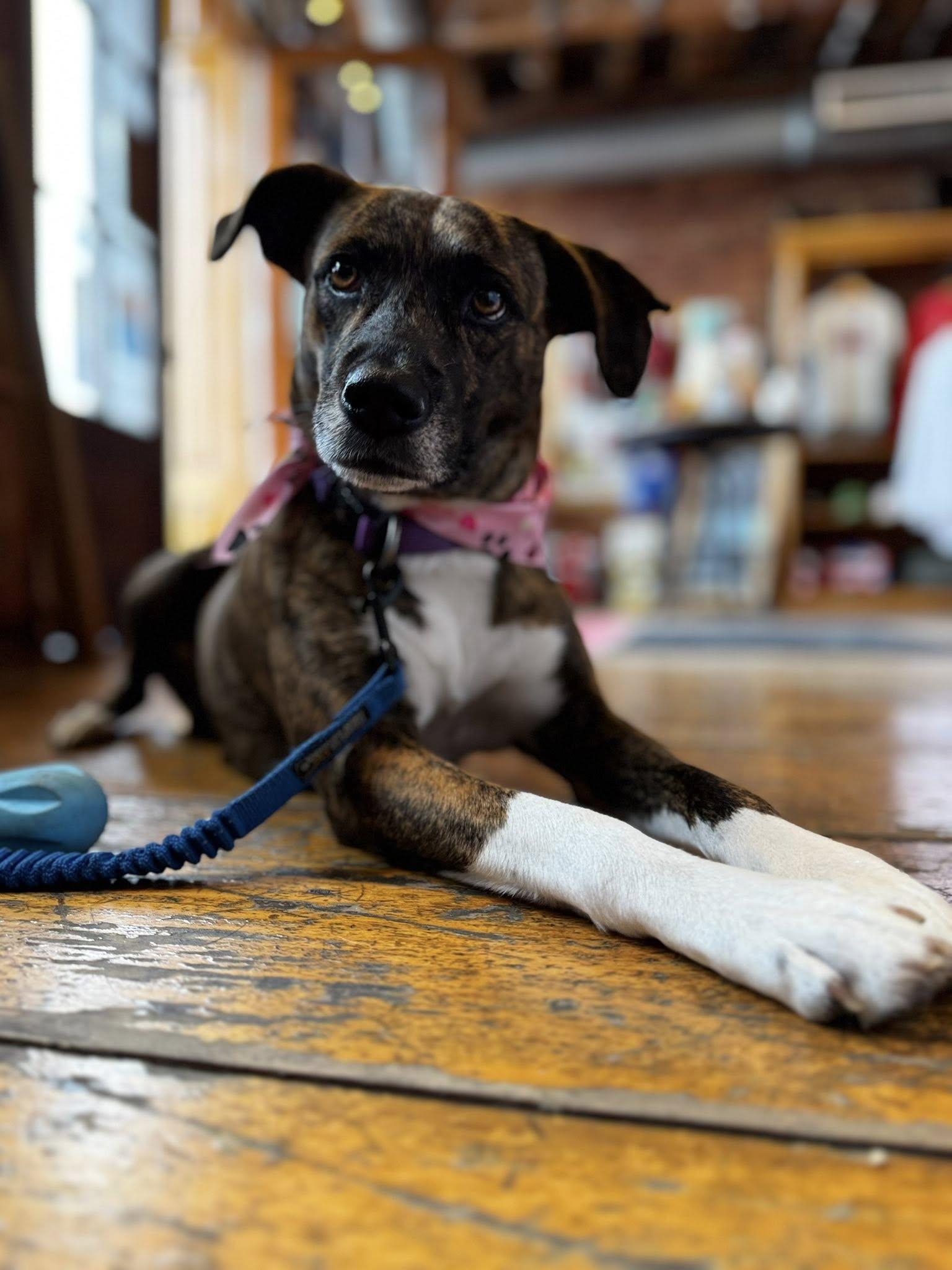 Galaxy, Adoptable, Adult Female Plott Hound.
