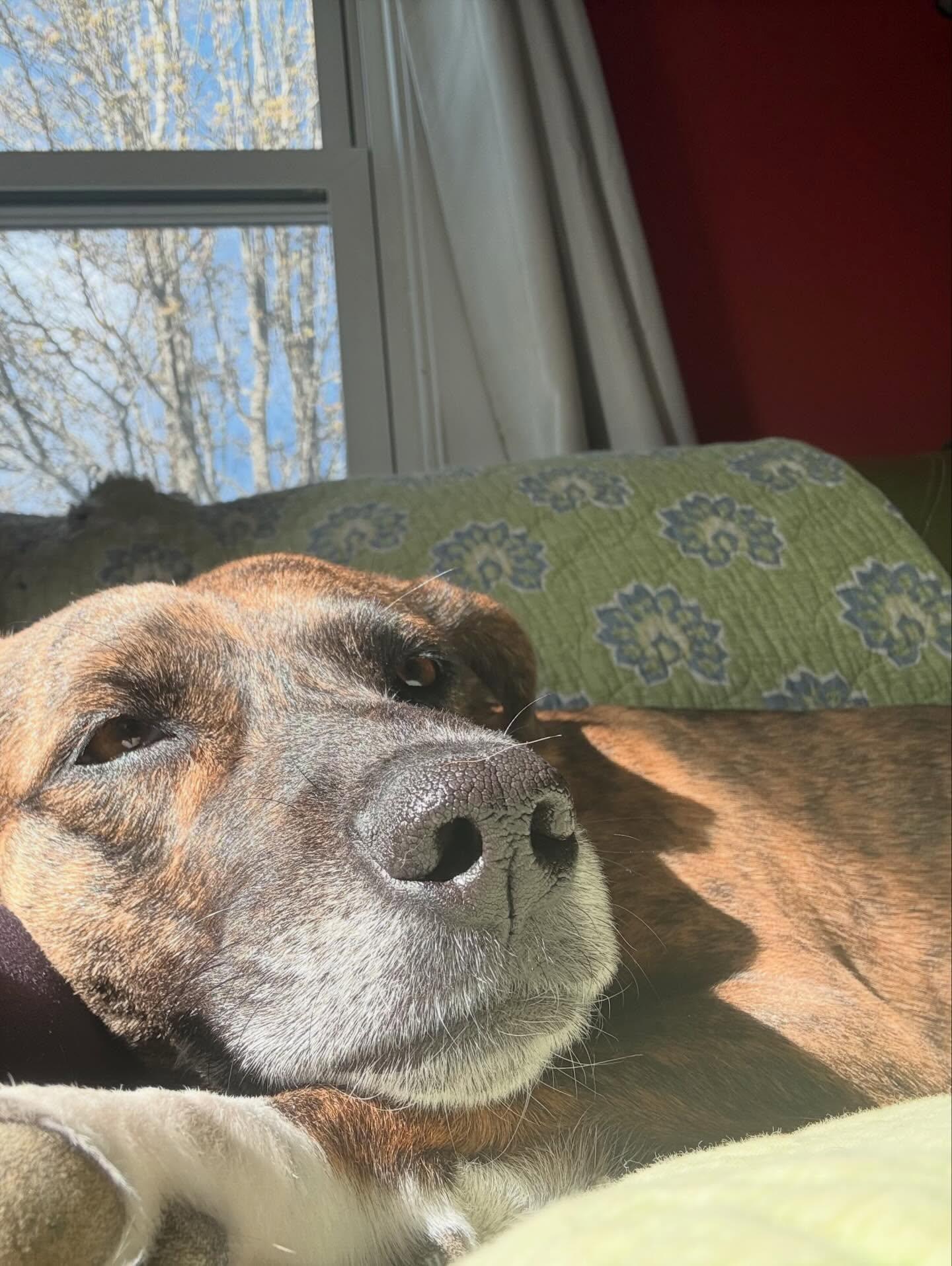 Enlarge Galaxy, a Adoptable mixed breed in Portland, ME image 4/6