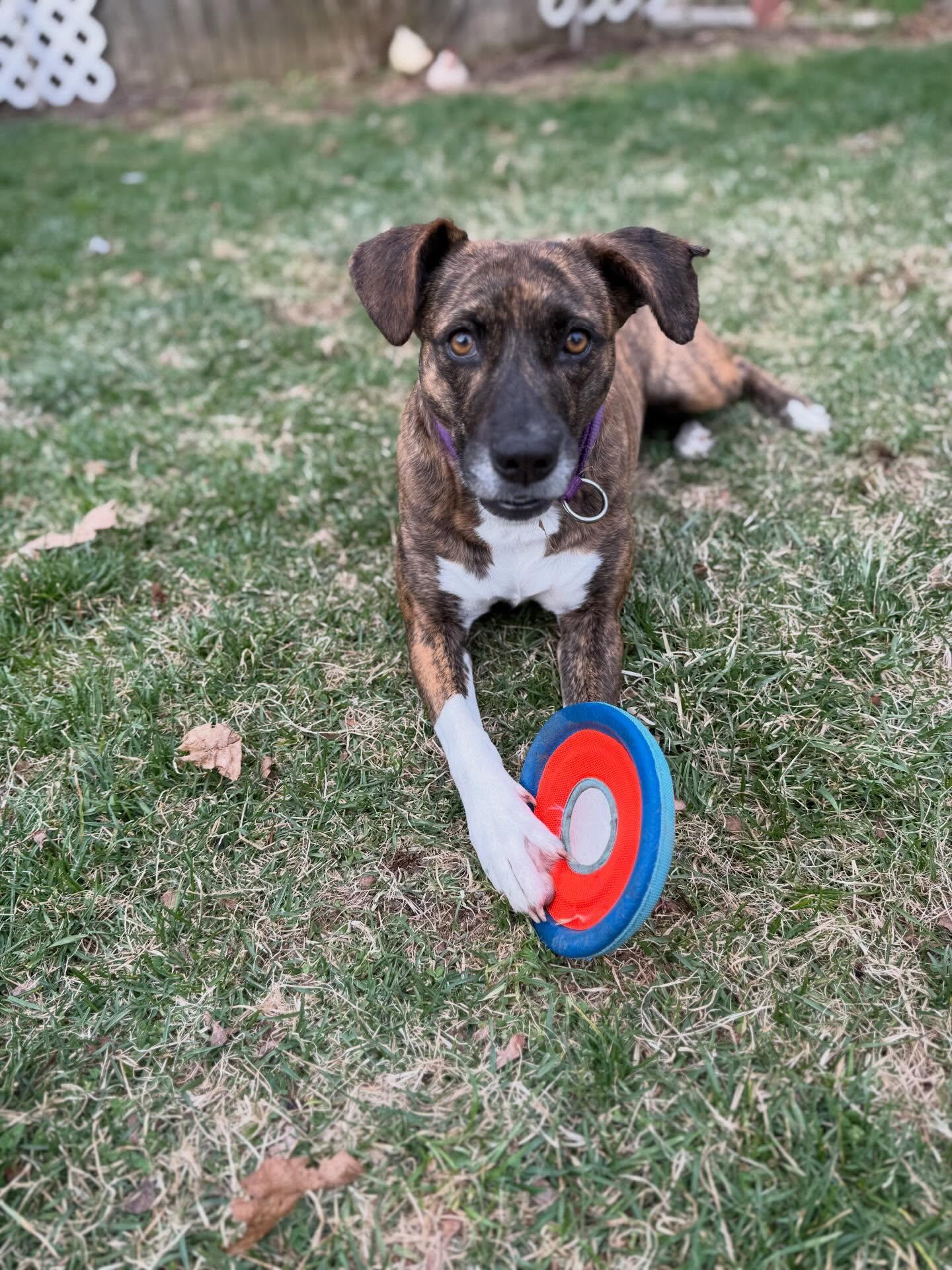 Enlarge Galaxy, a Adoptable mixed breed in Portland, ME image 3/6