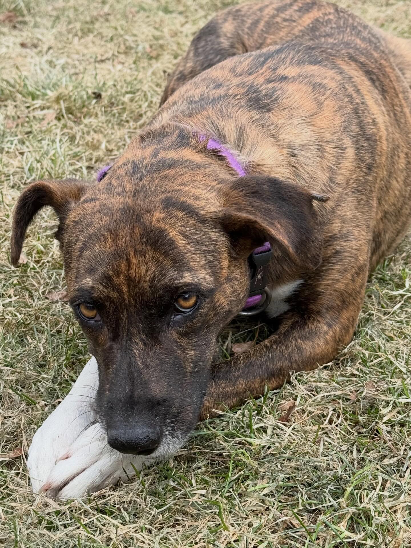 Enlarge Galaxy, a Adoptable mixed breed in Portland, ME image 5/6