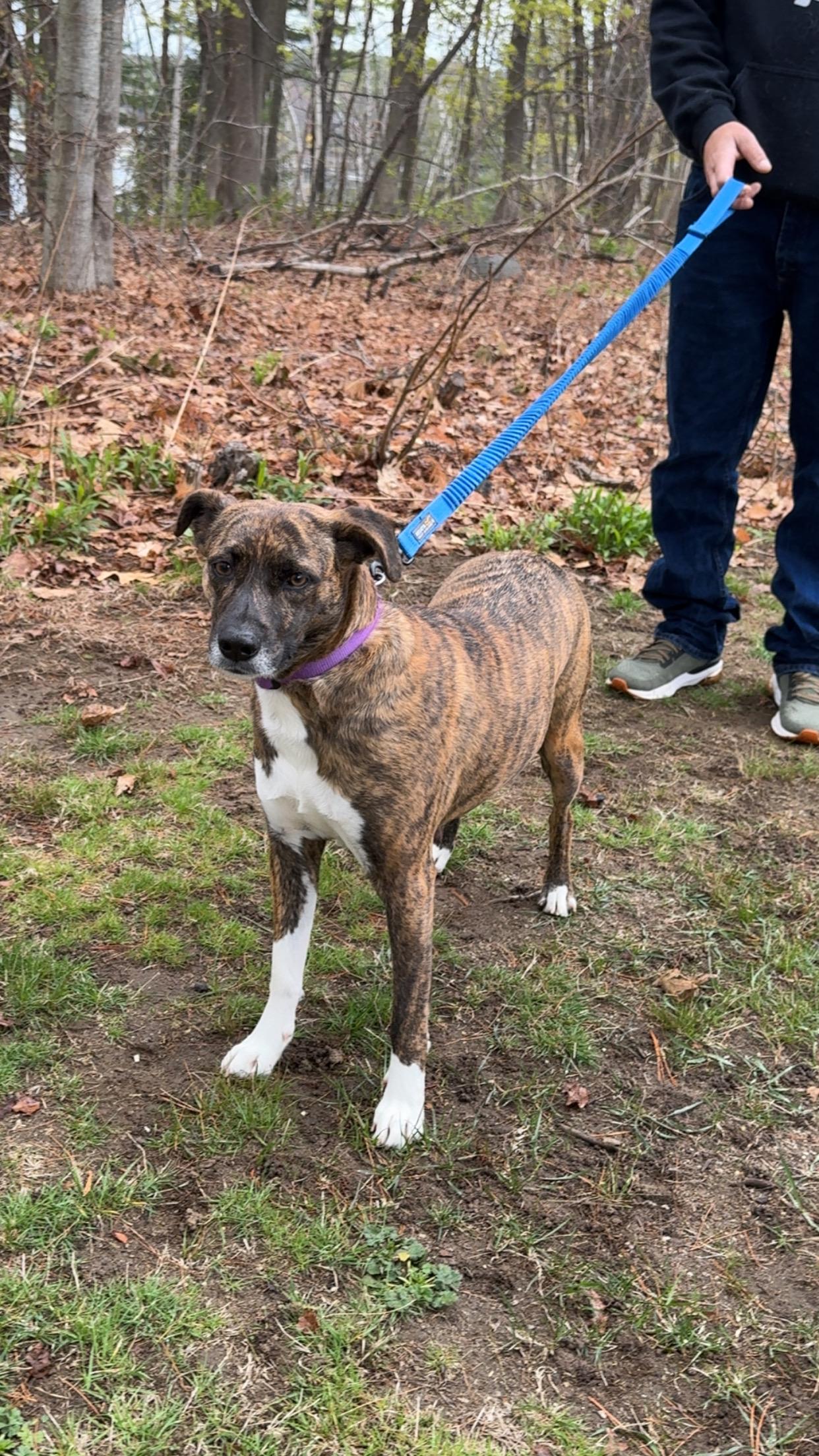 Enlarge Galaxy, a Adoptable mixed breed in Portland, ME image 2/6