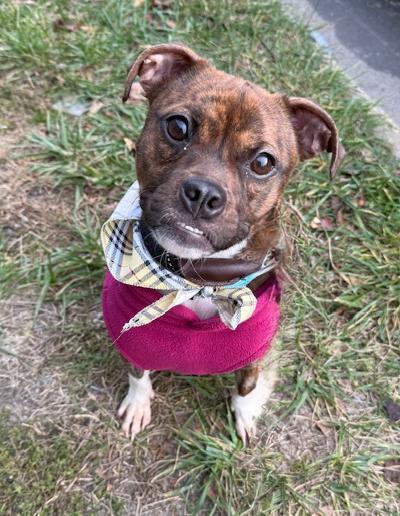 Sara, adopted, Young Female Boston Terrier & Pug.