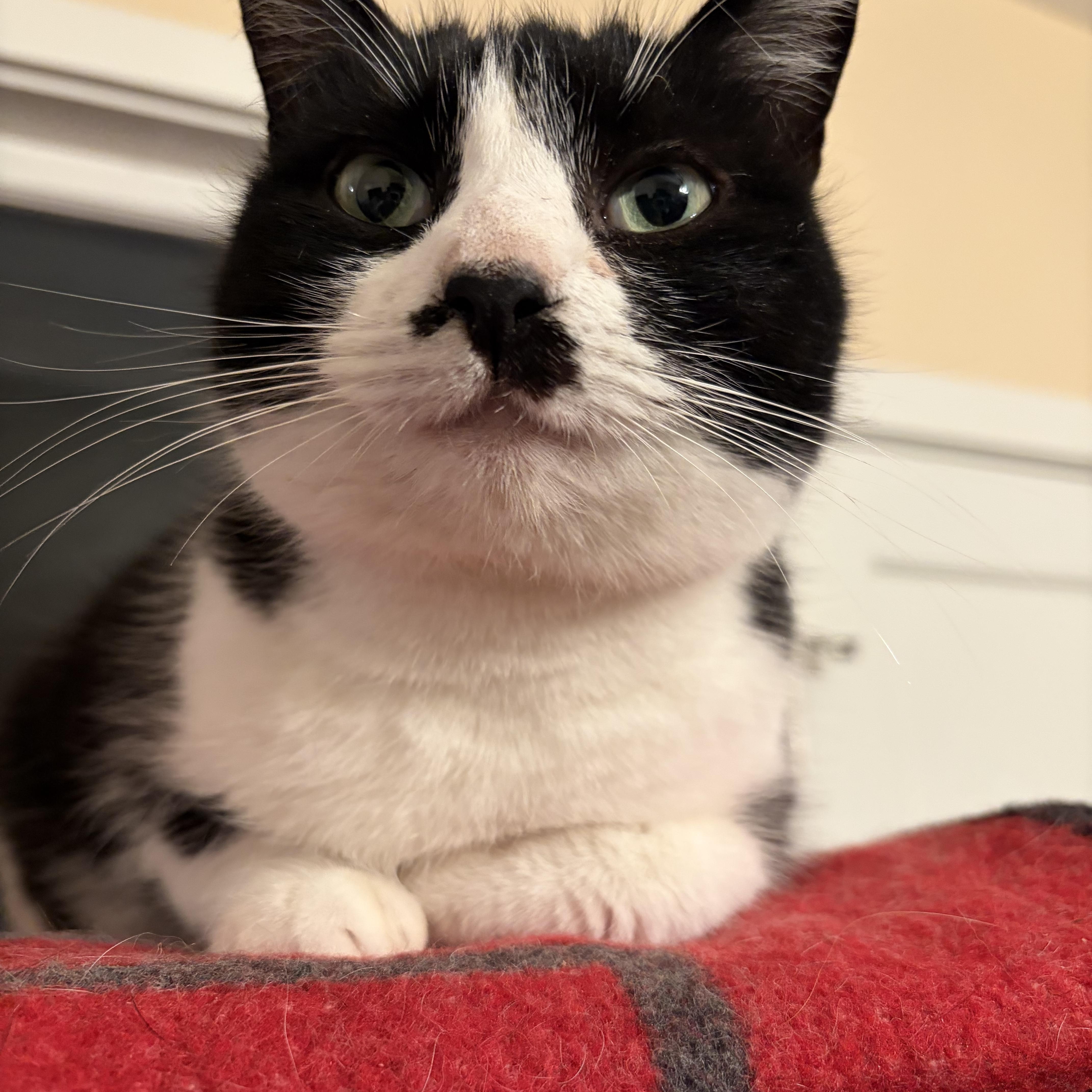 Star — thumbnail 3