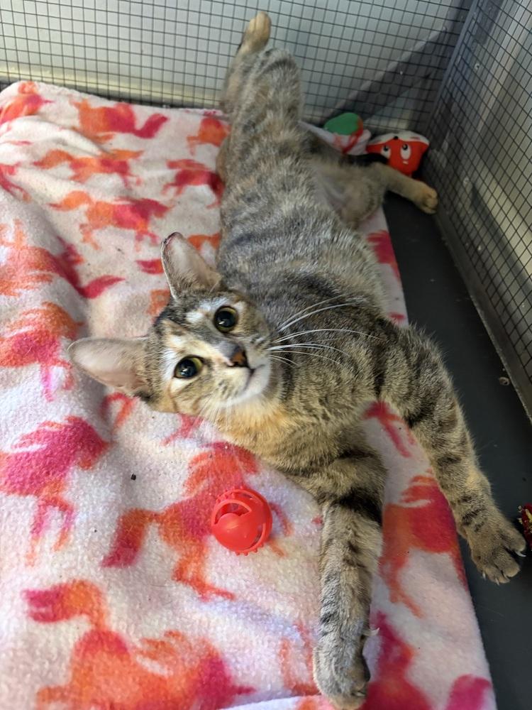Rosalie, Adoptable, Young Female Domestic Short Hair.