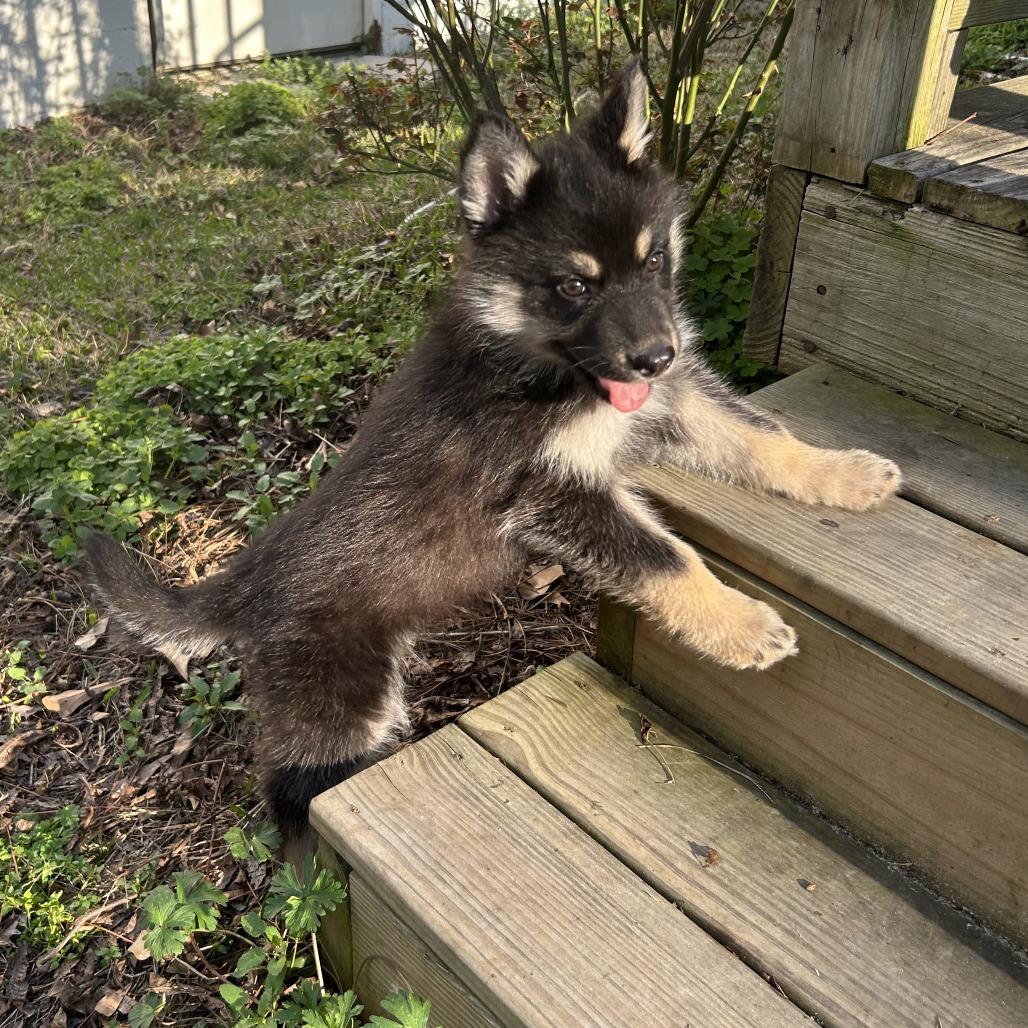 Enlarge Wolf Pup, an adopted mixed breed in Wilmington, NC image 4/5