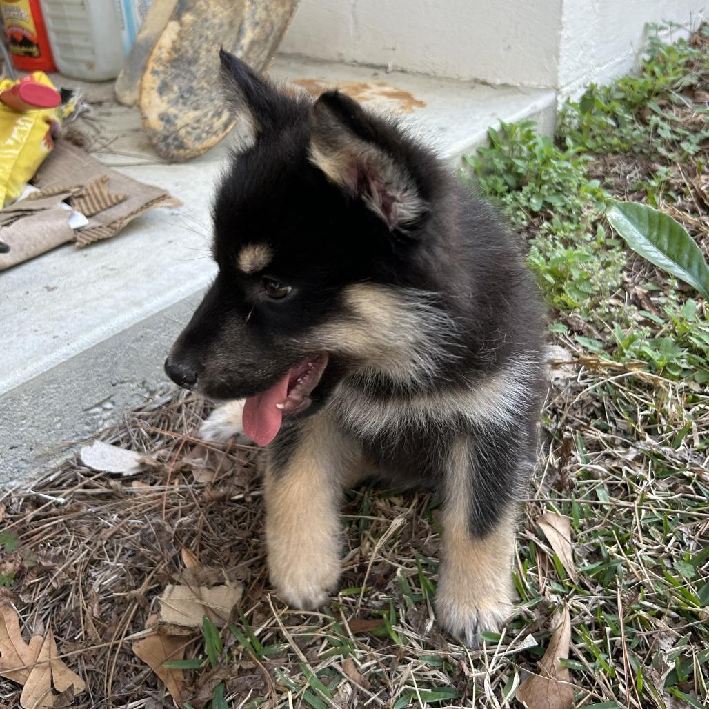 Enlarge Wolf Pup, an adopted mixed breed in Wilmington, NC image 3/5
