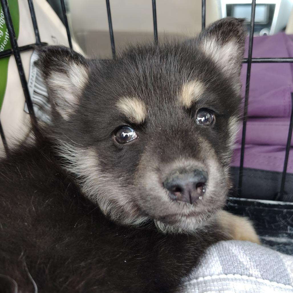 Enlarge Wolf Pup, an adopted mixed breed in Wilmington, NC image 5/5